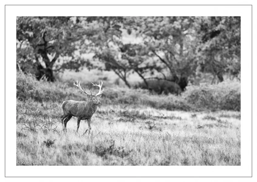 55 brame du cerf 2020 photo de remi c