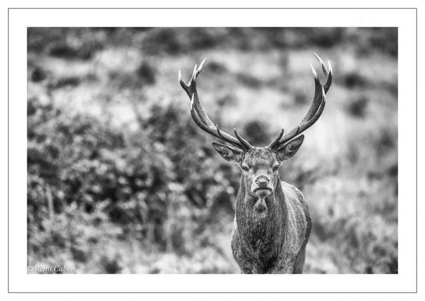 56 brame du cerf 2020 photo de remi c