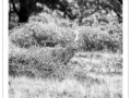 57 brame du cerf 2020 photo de remi c