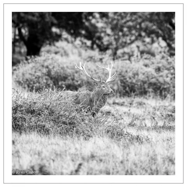 57 brame du cerf 2020 photo de remi c