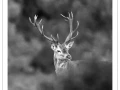 58 brame du cerf 2020 photo de remi c