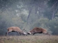 002 brame du cerf 2020 photo de annik m