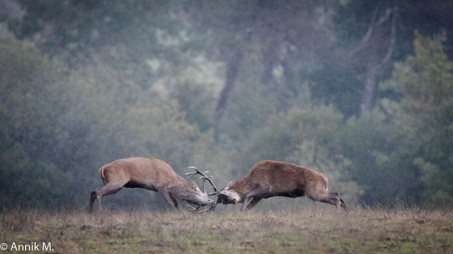 002 brame du cerf 2020 photo de annik m
