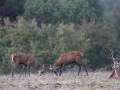 003 brame du cerf 2020 photo de annik m