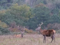 004 brame du cerf 2020 photo de annik m