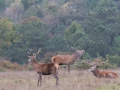 005 brame du cerf 2020 photo de annik m