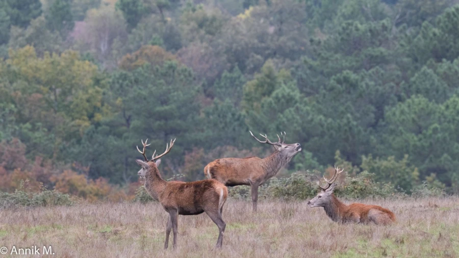 005 brame du cerf 2020 photo de annik m