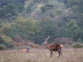 006 brame du cerf 2020 photo de annik m
