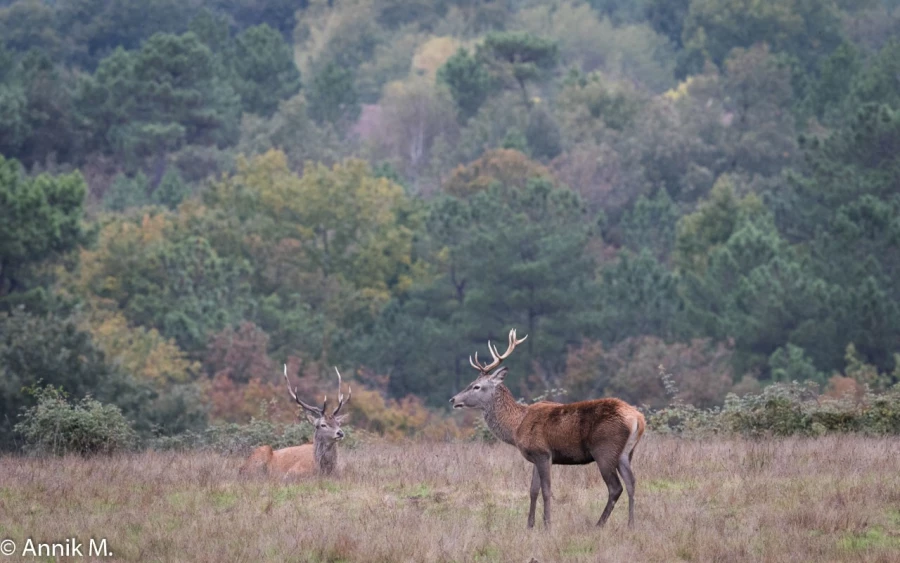 006 brame du cerf 2020 photo de annik m