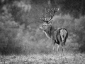007 brame du cerf 2020 photo de annik m