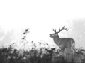 008 brame du cerf 2020 photo de annik m