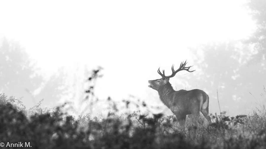 008 brame du cerf 2020 photo de annik m
