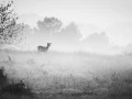 010 brame du cerf 2020 photo de annik m