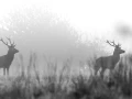 011 brame du cerf 2020 photo de annik m