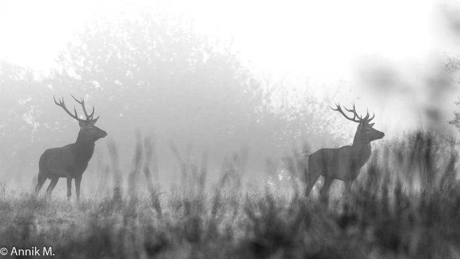 011 brame du cerf 2020 photo de annik m