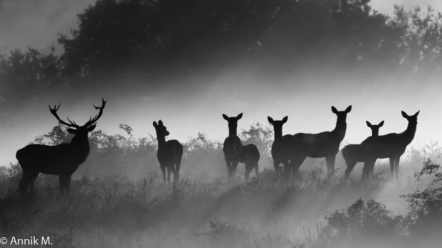 012 brame du cerf 2020 photo de annik m