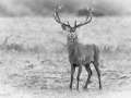 013 brame du cerf 2020 photo de annik m