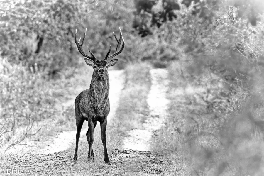 053 brame du cerf 2020 photo de didier v