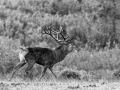 054 brame du cerf 2020 photo de didier v