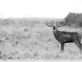 100 brame du cerf 2020 photo de henri s