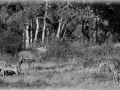 101 brame du cerf 2020 photo de henri s