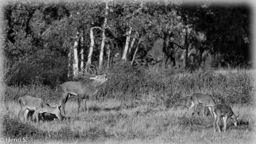 101 brame du cerf 2020 photo de henri s