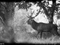 103 brame du cerf 2020 photo de henri s
