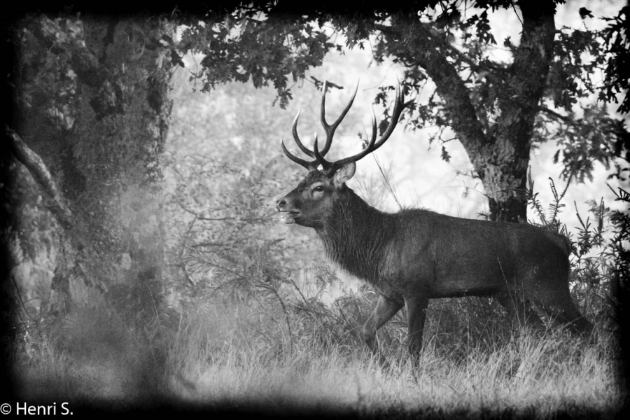 103 brame du cerf 2020 photo de henri s