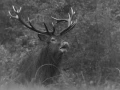 104 brame du cerf 2020 photo de henri s
