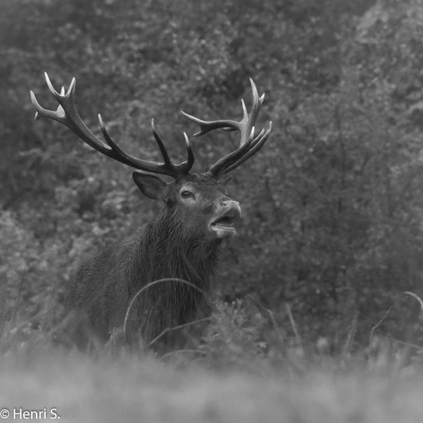 104 brame du cerf 2020 photo de henri s