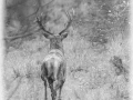 106 brame du cerf 2020 photo de henri s