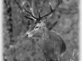 107 brame du cerf 2020 photo de henri s