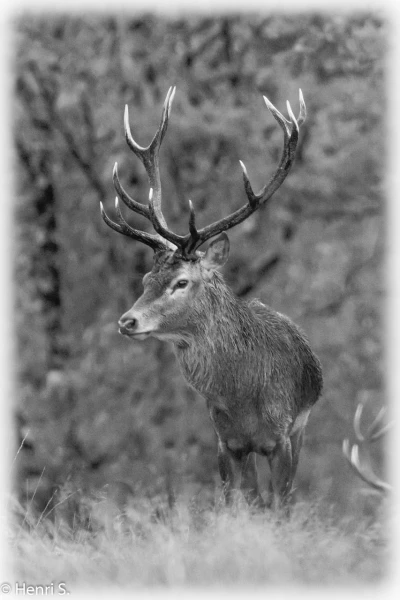 107 brame du cerf 2020 photo de henri s