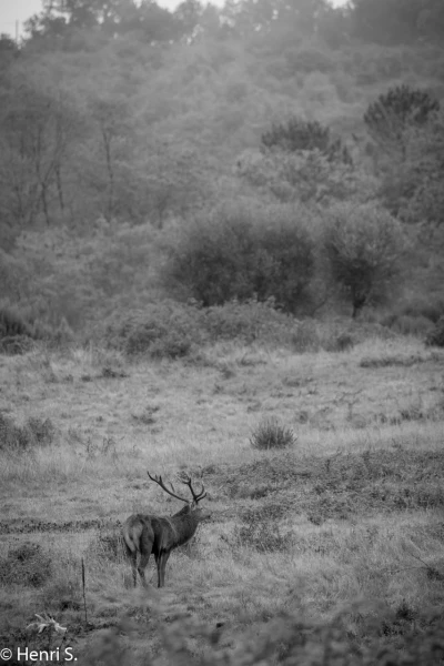 109 brame du cerf 2020 photo de henri s