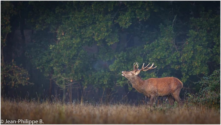 19 brame du cerf 2020 photo de jean philippe b