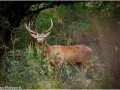 21 brame du cerf 2020 photo de jean philippe b