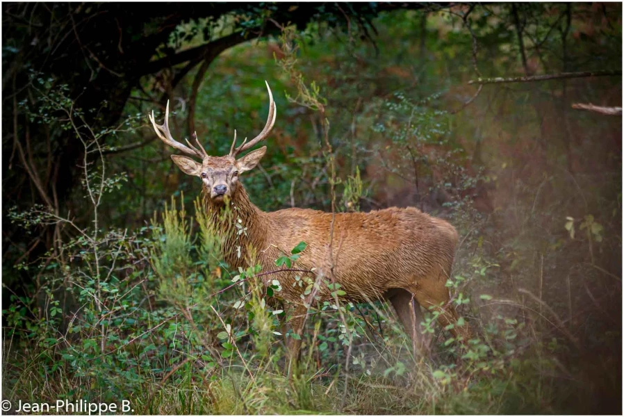 21 brame du cerf 2020 photo de jean philippe b