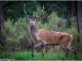 24 brame du cerf 2020 photo de jean philippe b