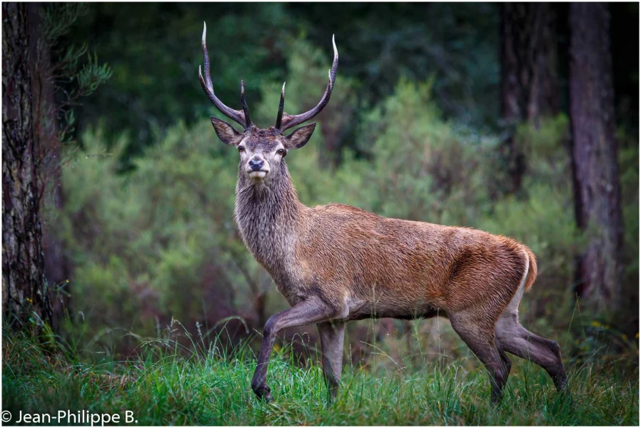 24 brame du cerf 2020 photo de jean philippe b