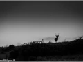 25 brame du cerf 2020 photo de jean philippe b