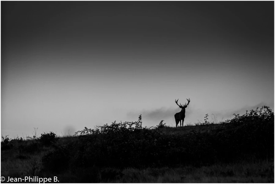 25 brame du cerf 2020 photo de jean philippe b