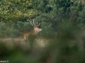252 brame du cerf 2020 photo de ludovic c