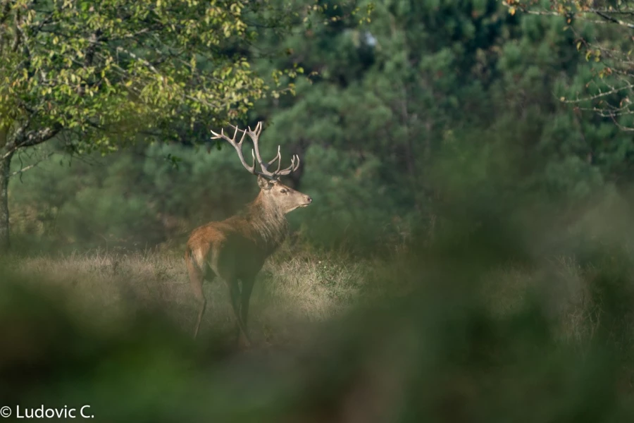 252 brame du cerf 2020 photo de ludovic c