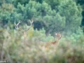 253 brame du cerf 2020 photo de ludovic c