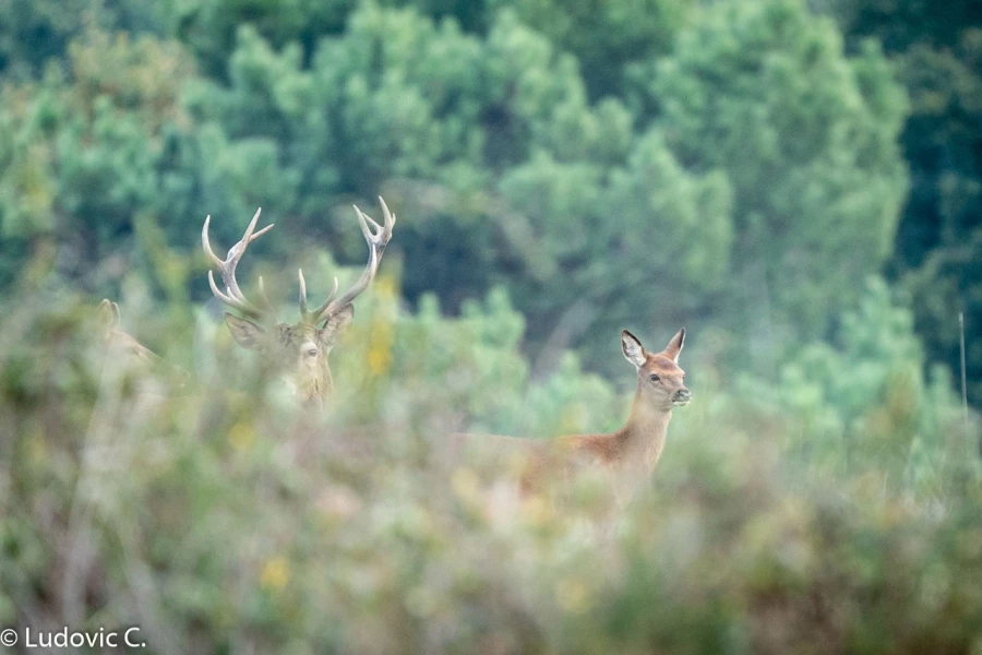 253 brame du cerf 2020 photo de ludovic c