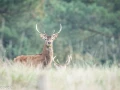 254 brame du cerf 2020 photo de ludovic c