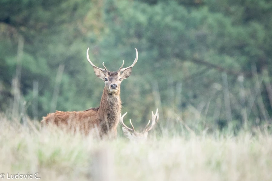 254 brame du cerf 2020 photo de ludovic c