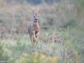 255 brame du cerf 2020 photo de ludovic c