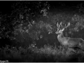 26 brame du cerf 2020 photo de jean philippe b