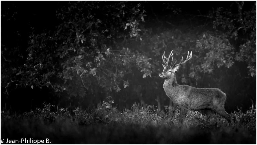 26 brame du cerf 2020 photo de jean philippe b